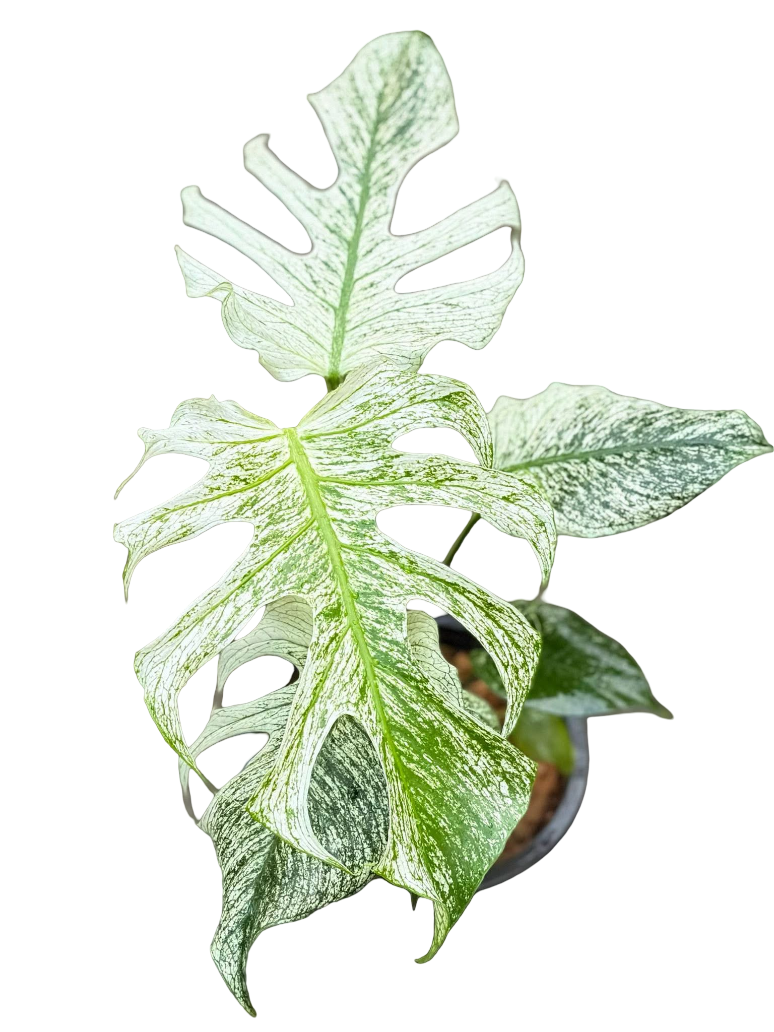 Buy MONSTERA Deliciosa “DEVIL MONSTER” | Thailand Export