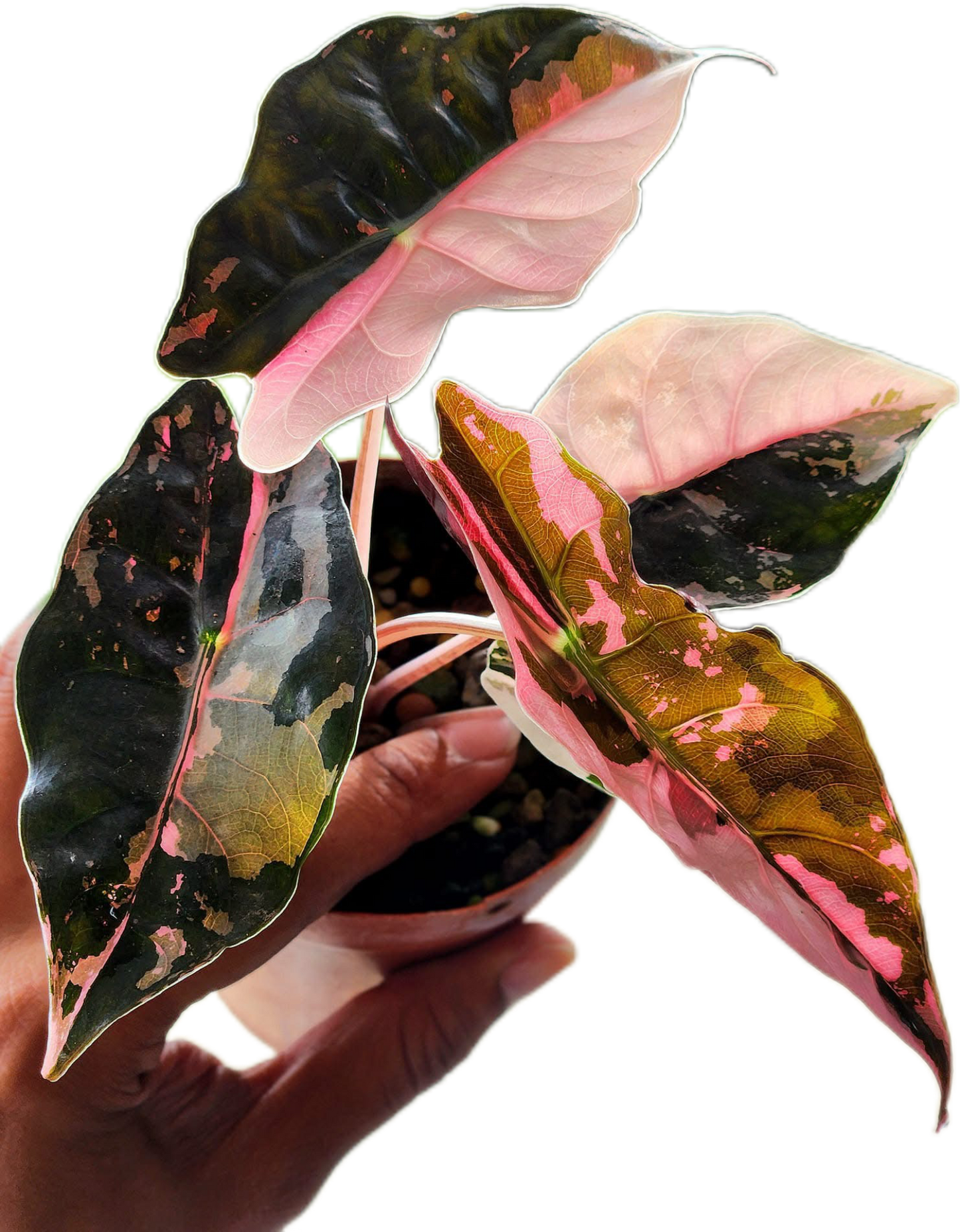 Rare Alocasia Chantrieri Pink Variegated