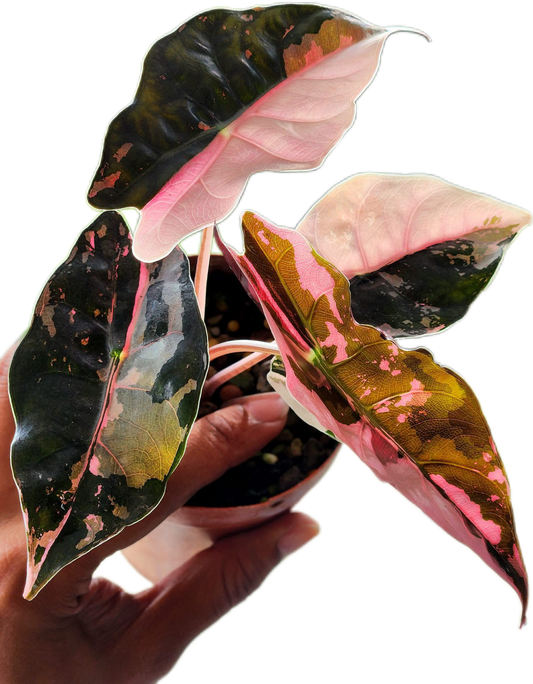 Rare Alocasia Chantrieri Pink Variegated