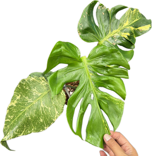 Monstera deliciosa ‘Oceana Thunderbolt’ Variegated (Rare Collector’s Plant)