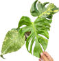 Monstera deliciosa ‘Oceana Thunderbolt’ Variegated (Rare Collector’s Plant)