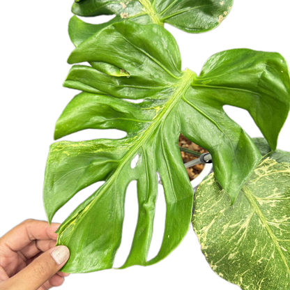 Monstera deliciosa ‘Oceana Thunderbolt’ Variegated (Rare Collector’s Plant)