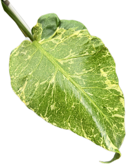 Monstera deliciosa ‘Oceana Thunderbolt’ Variegated (Rare Collector’s Plant)