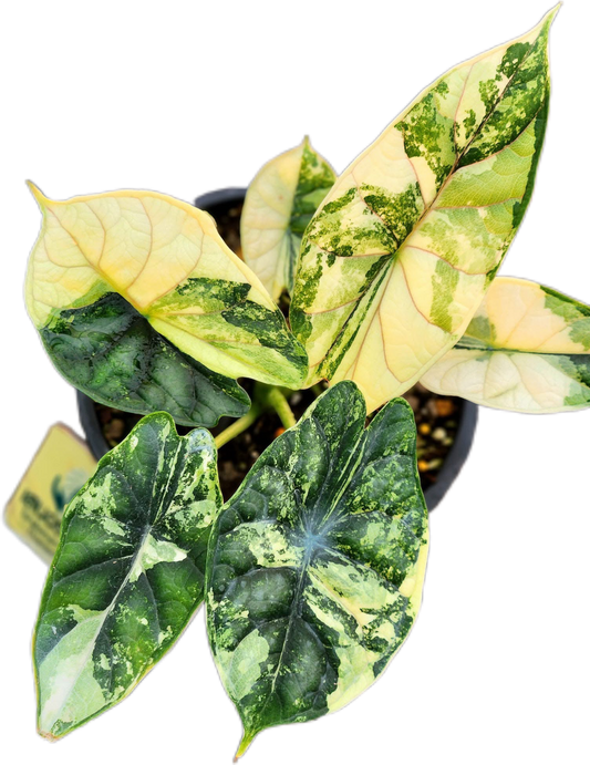 Alocasia Dragon Scale Albo Variegated