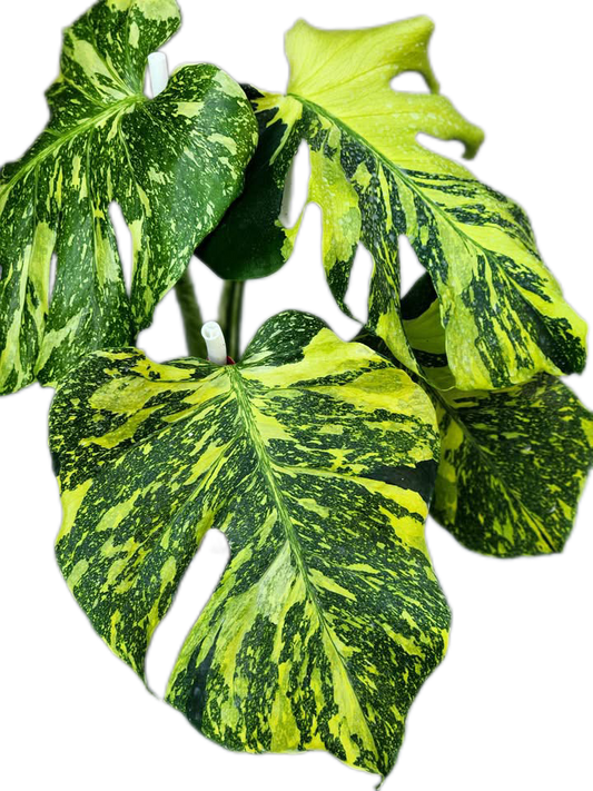 Rare Monstera Deliciosa Electrolyte (ElectroLight) Variegated