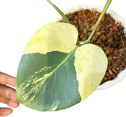 Monstera deliciosa ‘Chameleon’ Variegated – Rare Collector’s Plant