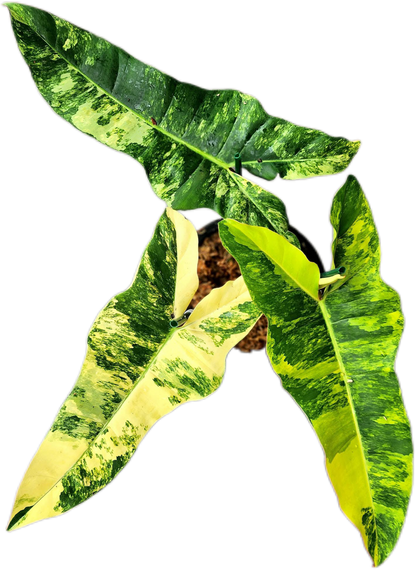 New Hybrid Philodendron Jennifer. Variegated ( Florida Beauty x Billiteae Var)