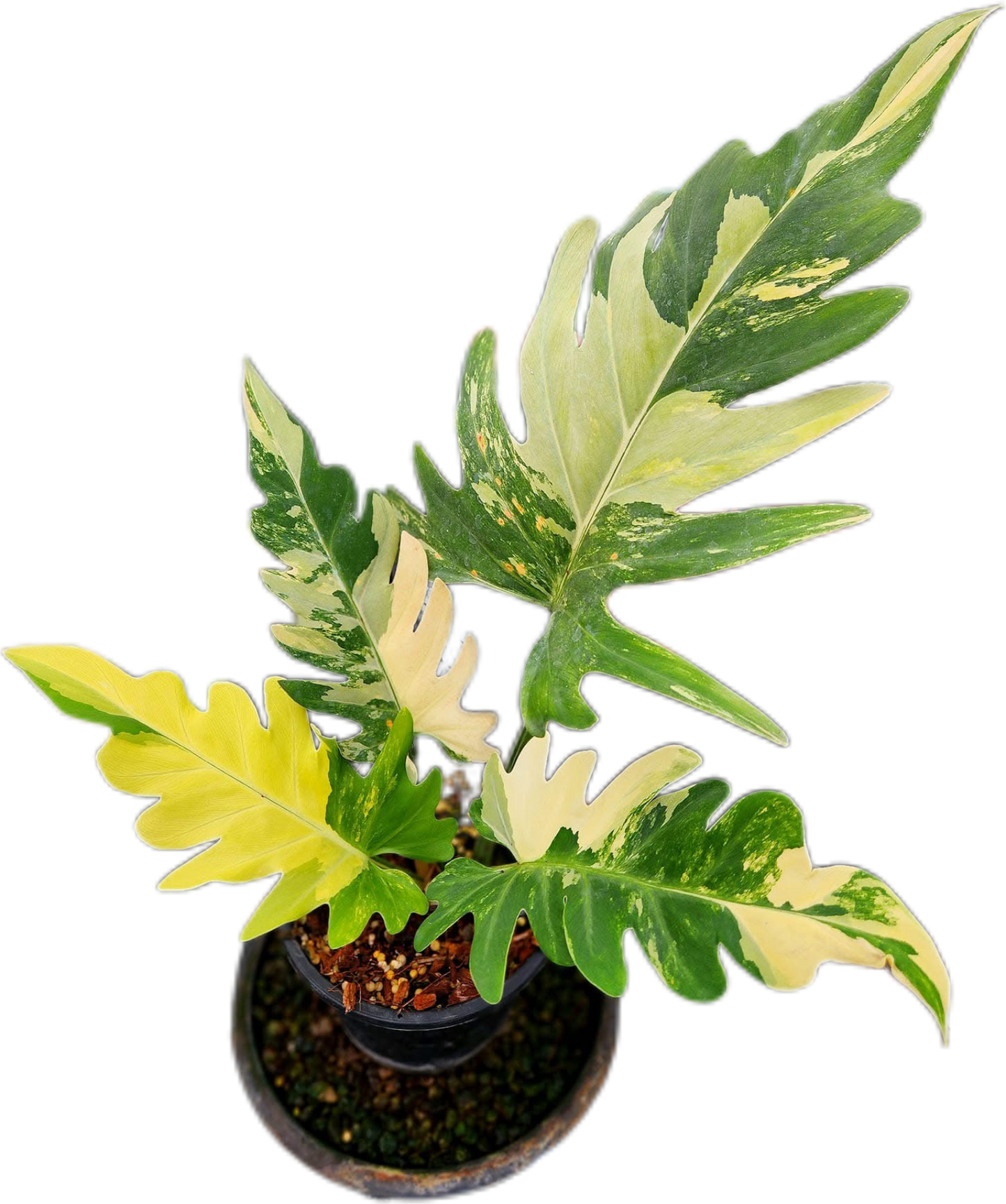 Rare Philodendron Pinnatifidum Variegated