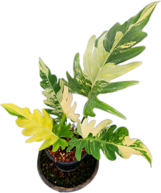 Rare Philodendron Pinnatifidum Variegated