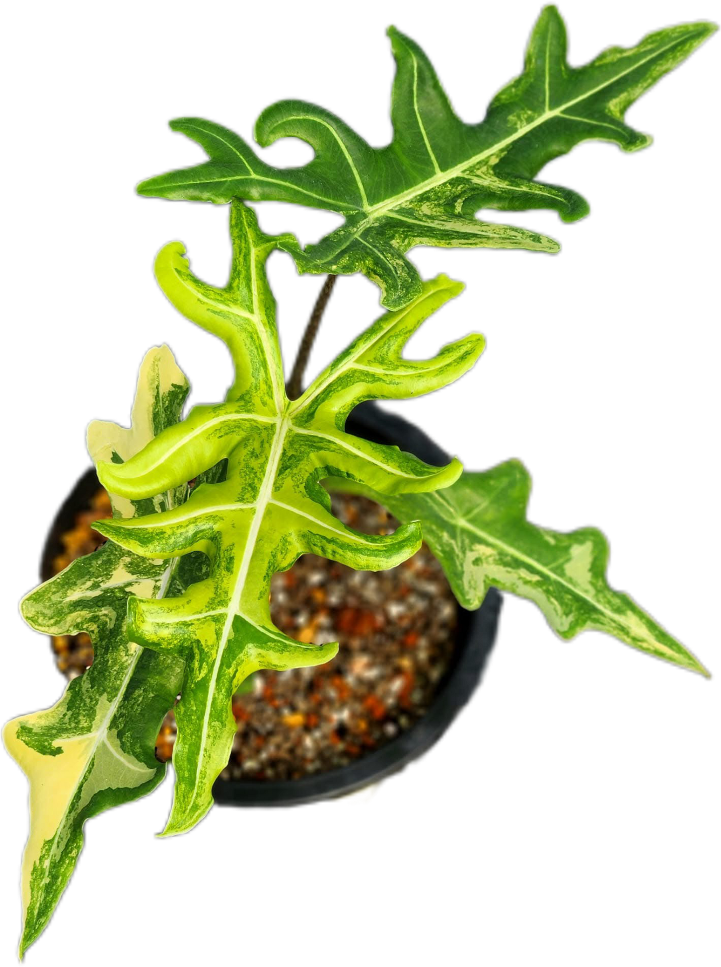 Alocasia Portei Aurea Variegated