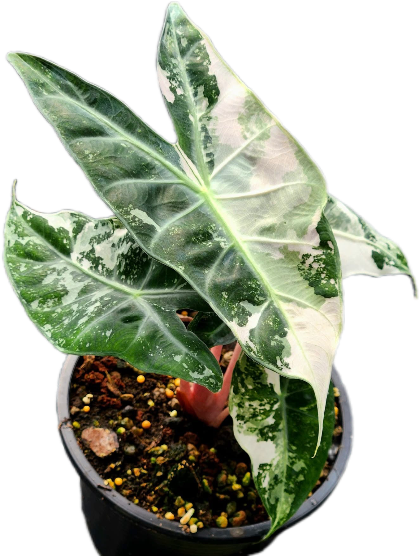 Alocasia Nairobi Night Albo Variegated