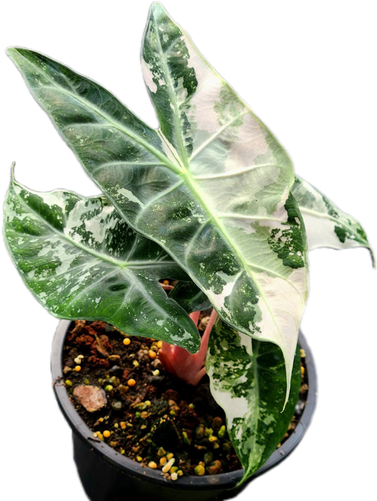 Alocasia Nairobi Night Albo Variegated