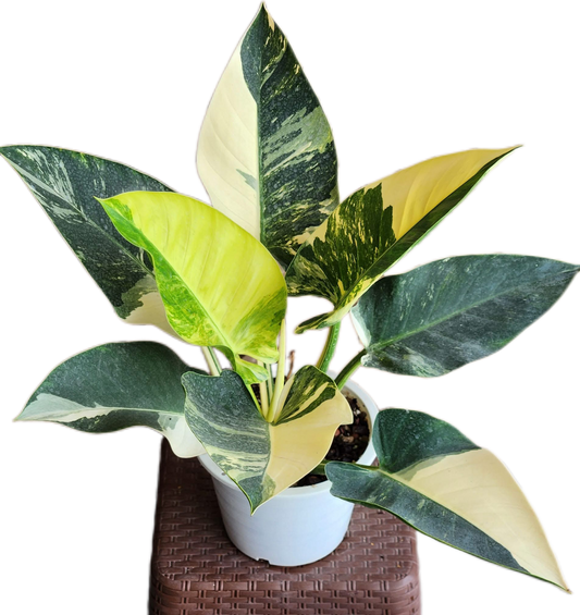 Philodendron Green Congo Variegated Big