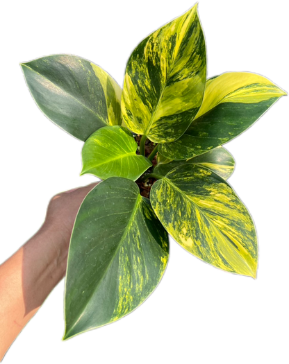 Philodendron Birkin Aurea Variegata