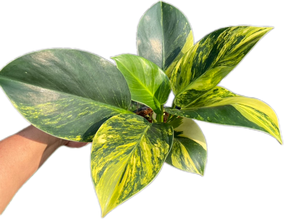 Philodendron Birkin Aurea Variegata
