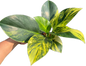 Philodendron Birkin Aurea Variegata
