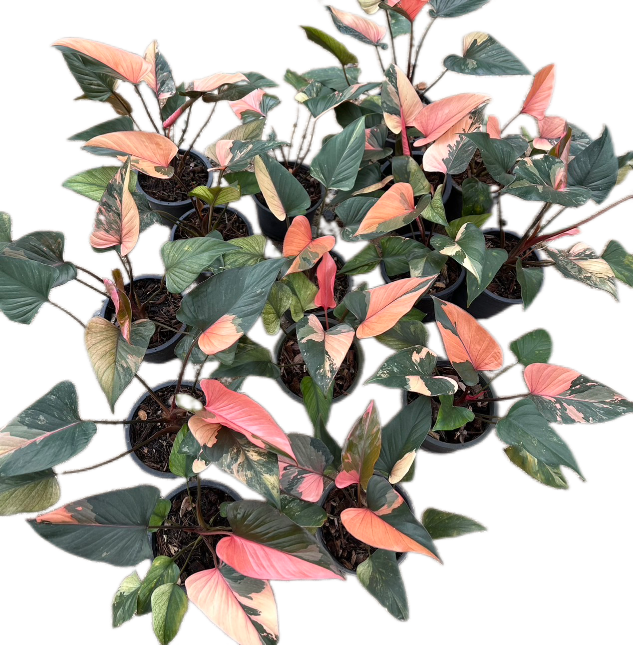 Homalomena Rubescens Pink Diamond Variegated