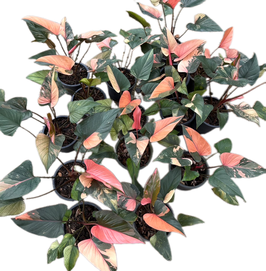 Homalomena Rubescens Pink Diamond Variegated