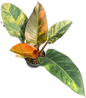 Philodendron Imperial Red Variegated