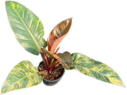 Philodendron Imperial Red Variegated