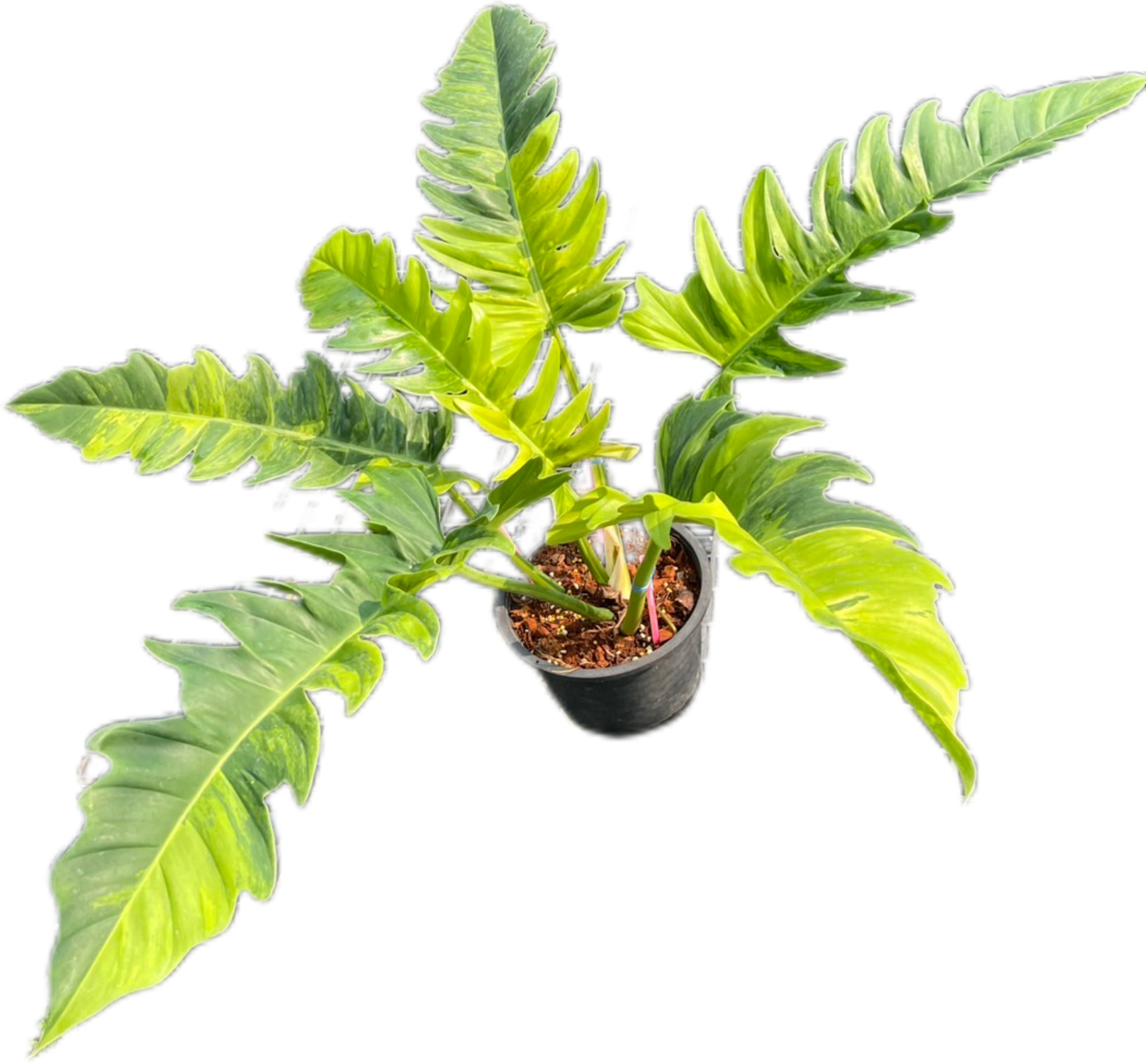 Philodendron Jungle Boogie Variegated