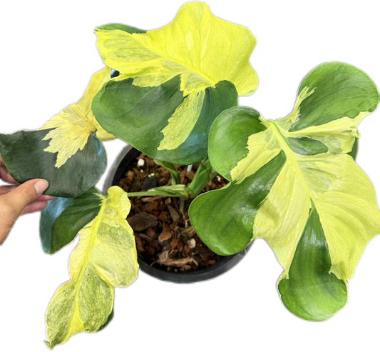 Monstera deliciosa ‘Yellow Lava’ Variegated – Rare Collector’s Plant