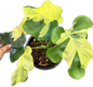 Monstera deliciosa ‘Yellow Lava’ Variegated – Rare Collector’s Plant