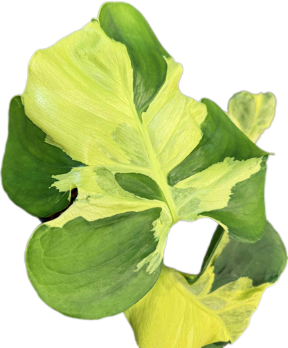 Monstera deliciosa ‘Yellow Lava’ Variegated – Rare Collector’s Plant
