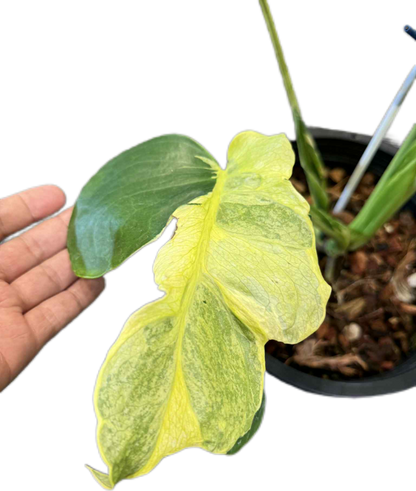 monstera plant yellow edges Buy Monstera Deliciosa Tricolor (Miracle)