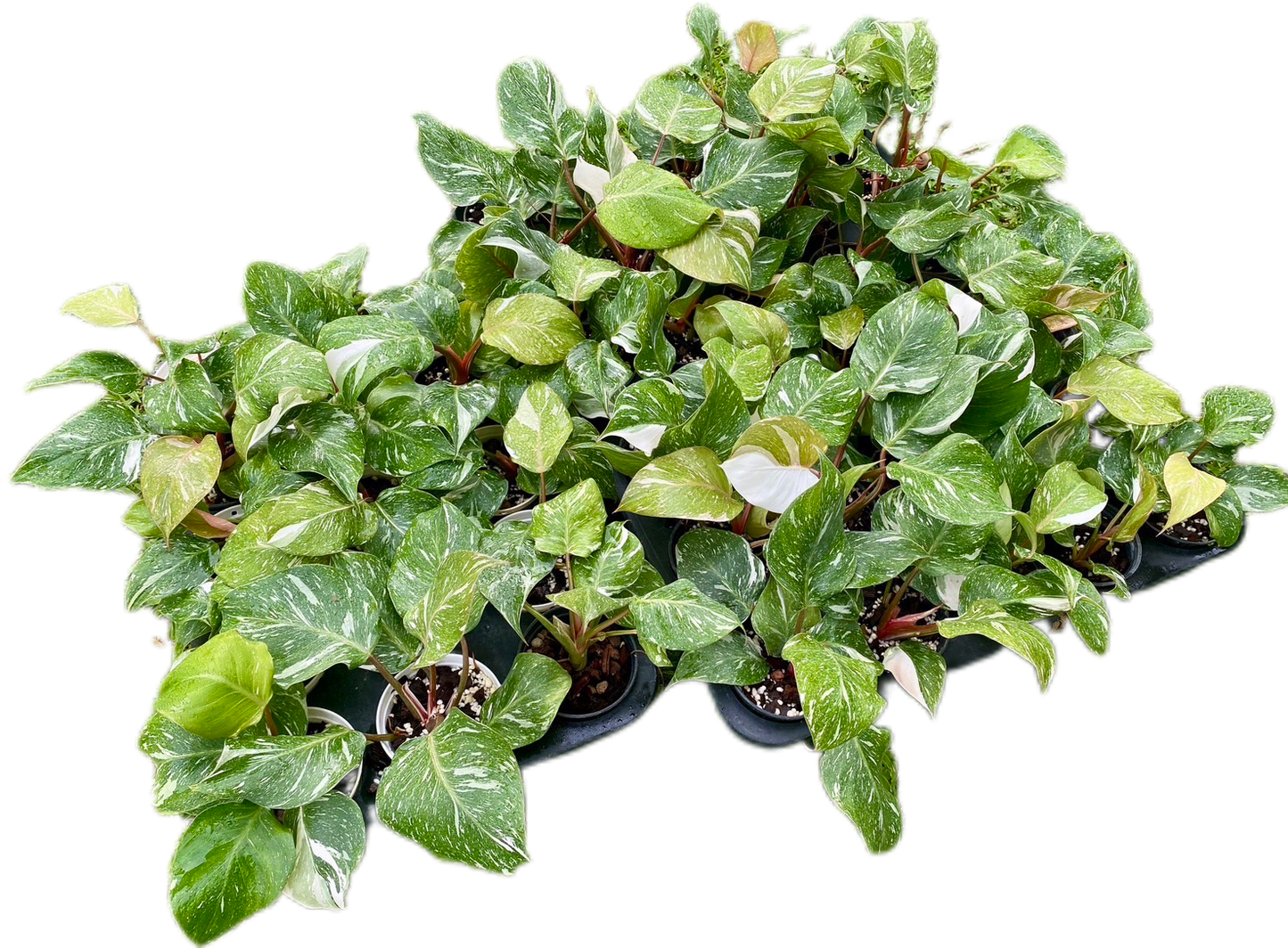 Philodendron White Knight Marble Variegated