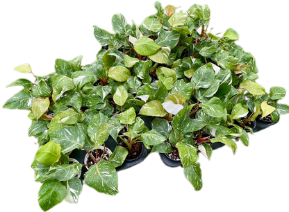 Philodendron White Knight Marble Variegated