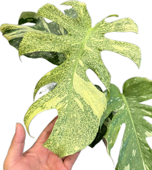 Monstera Deliciosa “Starlight” – Rare Variegated Form