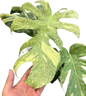 Monstera Deliciosa “Starlight” – Rare Variegated Form