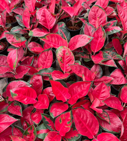Aglaonema “Suksom Jaipong” Bundle of 10 Plants Wholesale