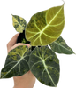 Alocasia Black Velvet “Gold” Variegated