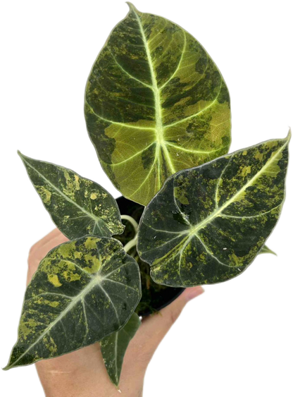 Alocasia Black Velvet “Gold” Variegated