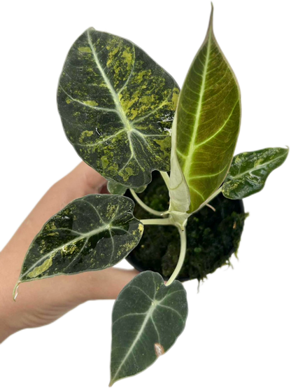 Alocasia Black Velvet “Gold” Variegated