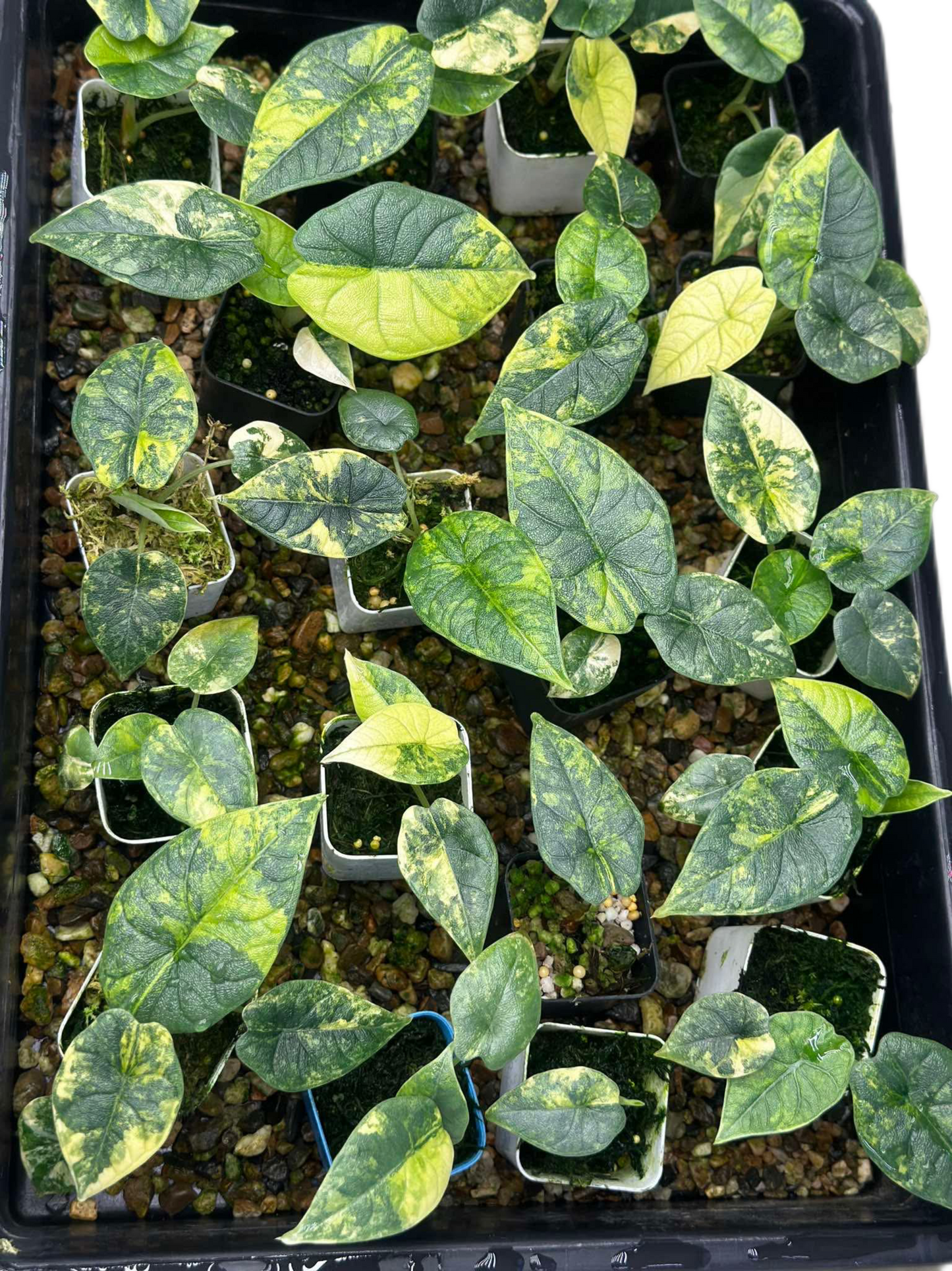Alocasia Melo Aurea Variegated