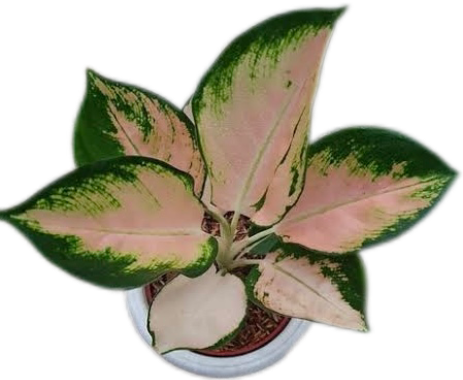 Aglaonema Kochin Sutra