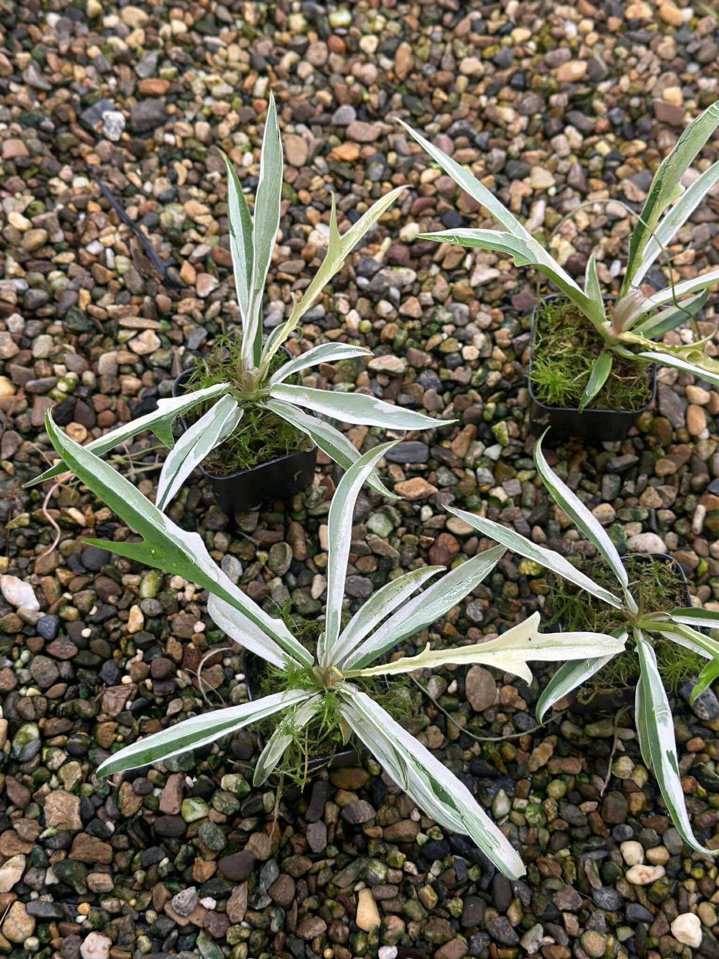 Philodendron Tortum Albo Variegated