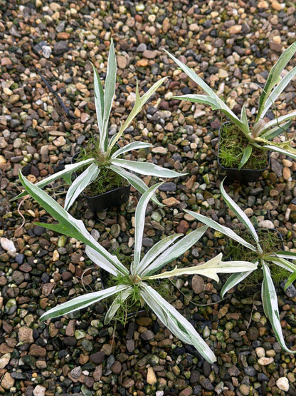 Philodendron Tortum Albo Variegated