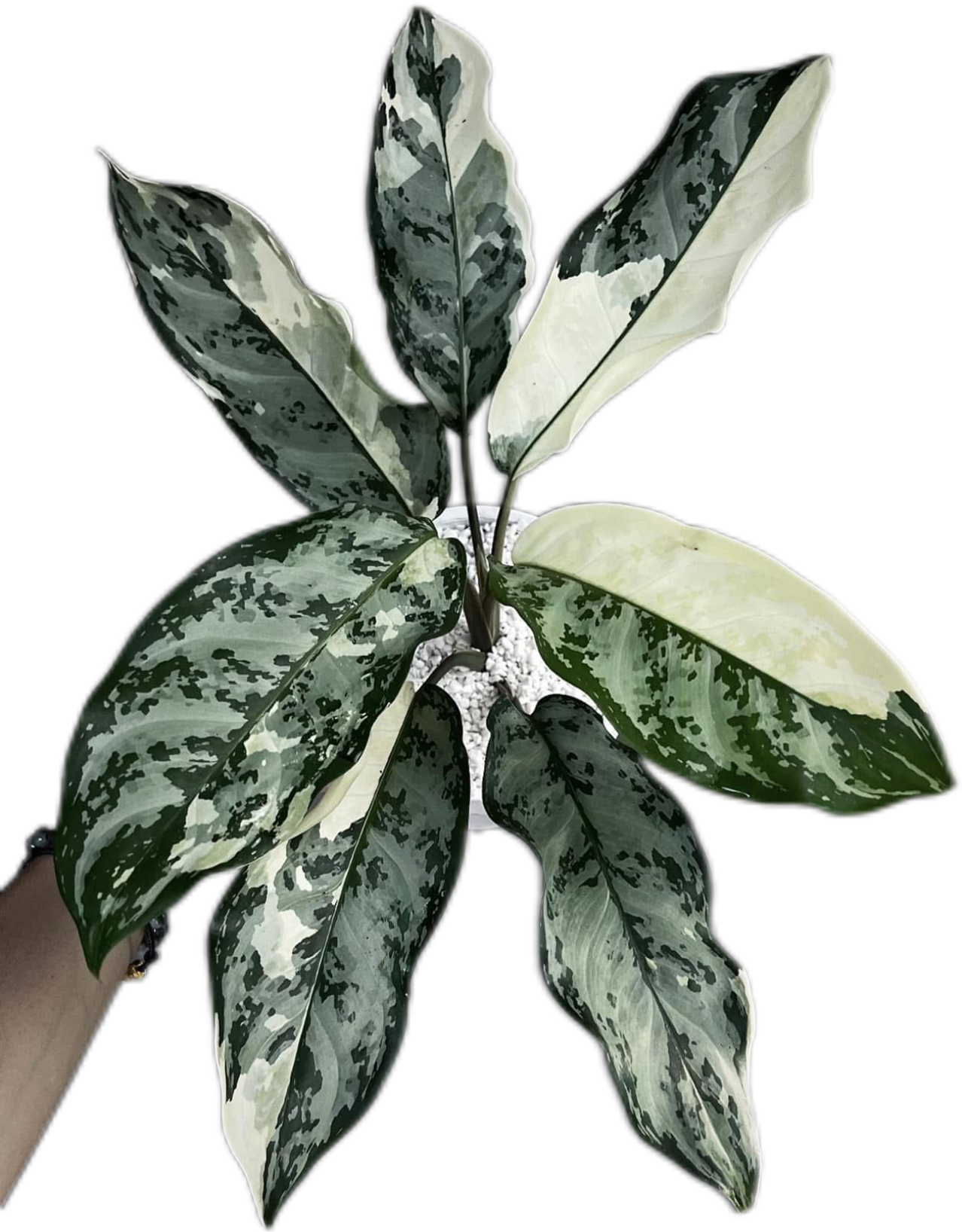 Aglaonema Manila Pride