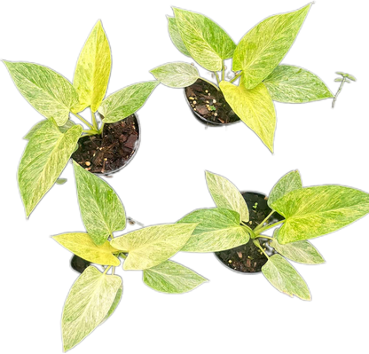 Homalomena “Cream Frost” Variegated – Wholesale Set of 5 Plants
