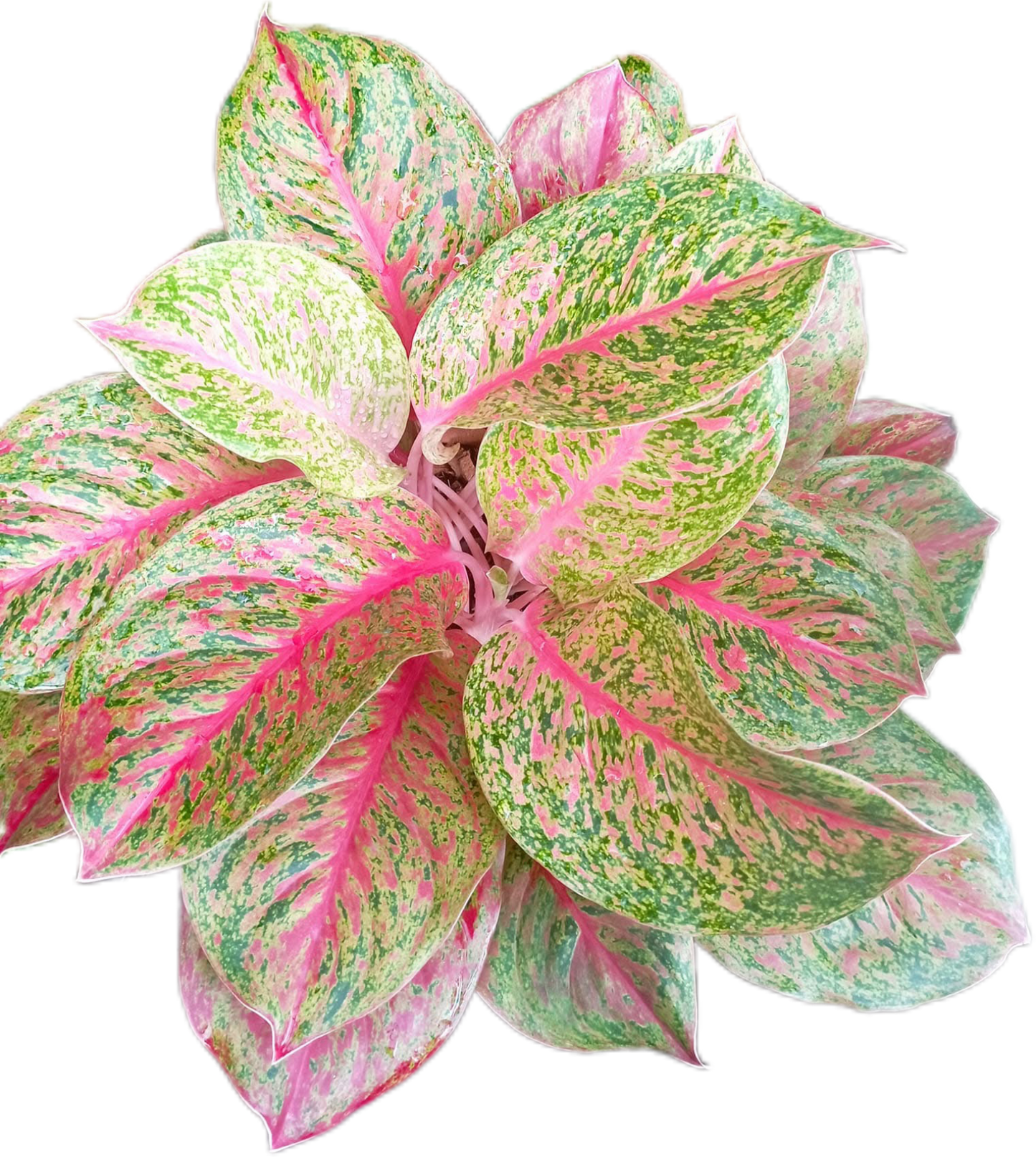 Aglaonema “Lak Sup”