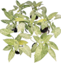 Homalomena “Cream Frost” Variegated – Wholesale Set of 5 Plants