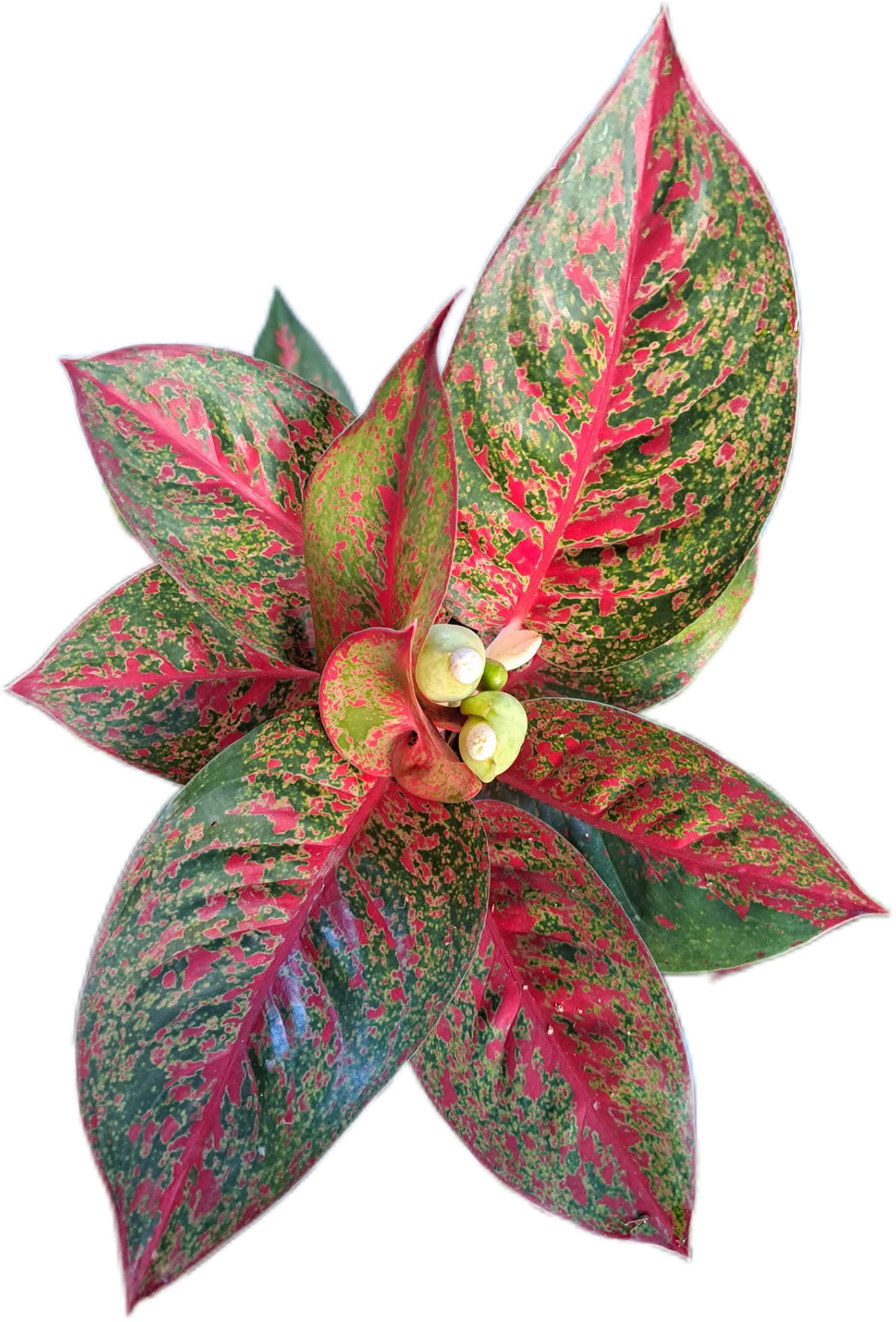 Aglaonema “Sup Mongkol”