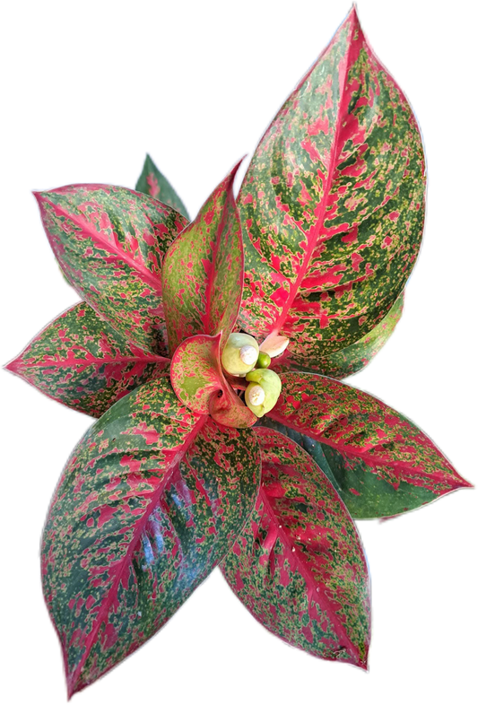 Aglaonema “Sup Mongkol”