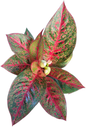 Aglaonema “Sup Mongkol”