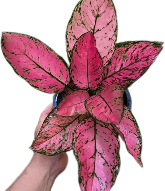 Aglaonema “Valentine”