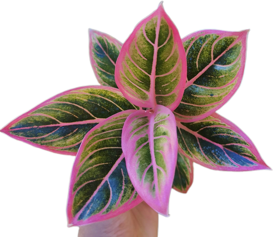 Aglaonema “Lotus Delight”